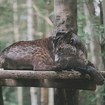 Jaglion