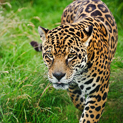 Jaguar