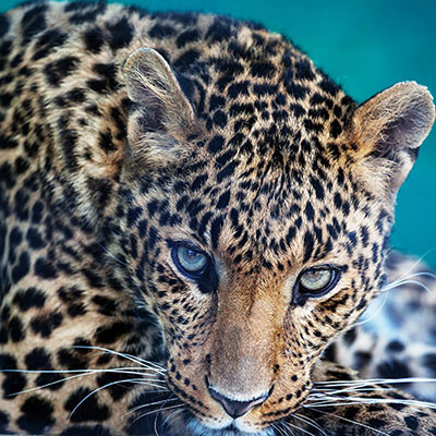 Leopard