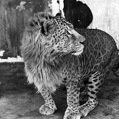 Leopon