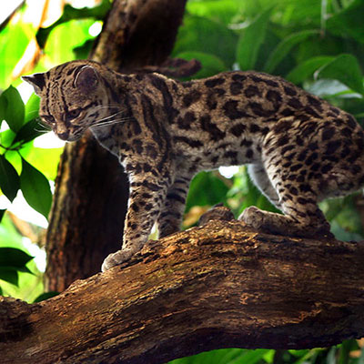 Margay