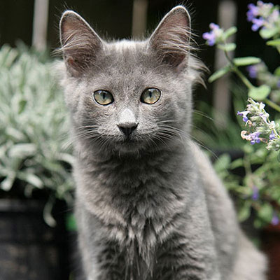 Nebelung