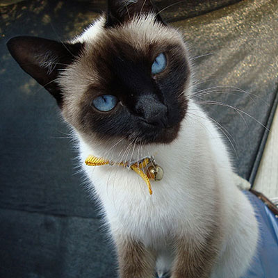 Ojos Azules