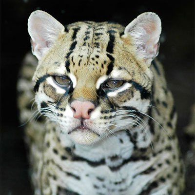  Pantanal 