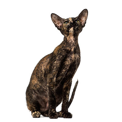  Peterbald 