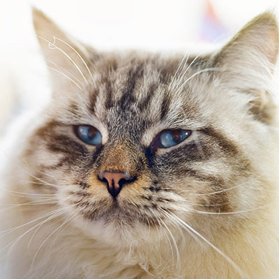 Ragamuffin