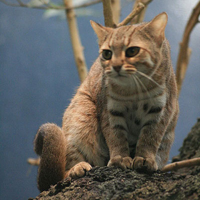 Rusty Spotted