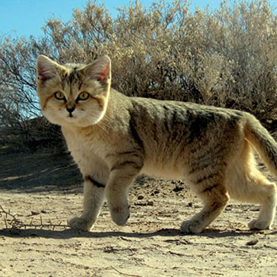 Sand Cat