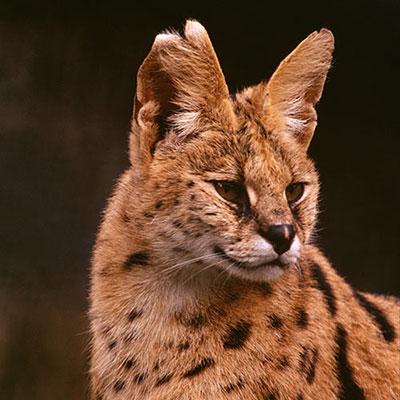 Serval