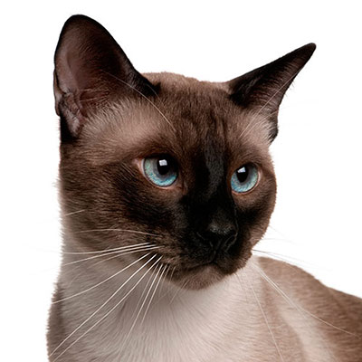 Siamese