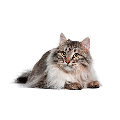 Siberian