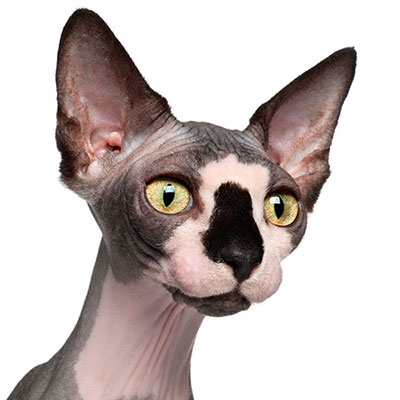 Sphynx