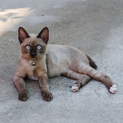 Thai