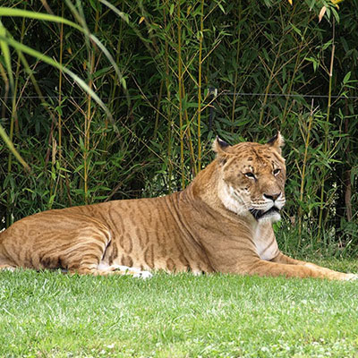Tigon