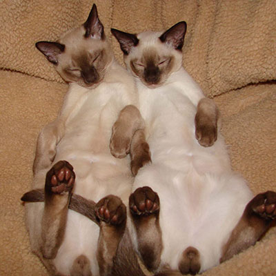 Tonkinese