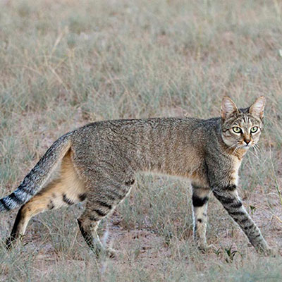 Wildcat