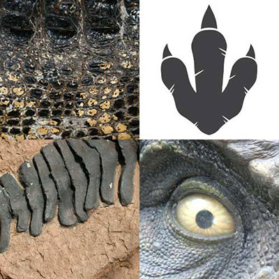 Dinosaur