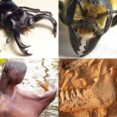  Mandibles 