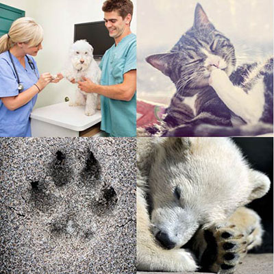 Paw