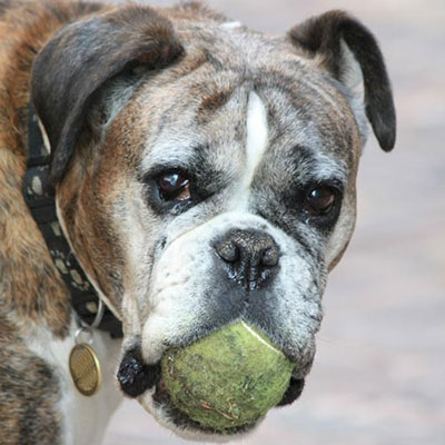 Boxer