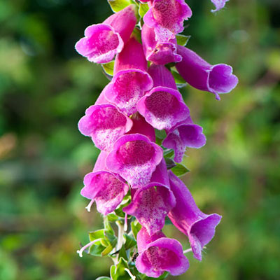 Foxglove