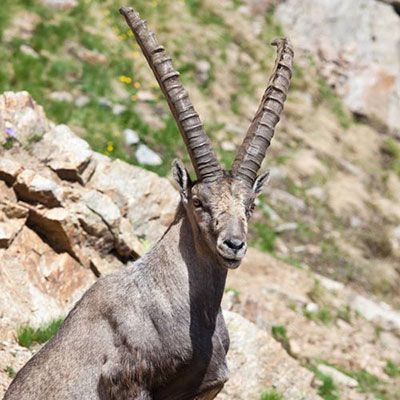 Ibex