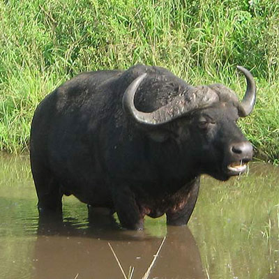 Ox