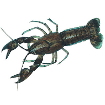 Yabby