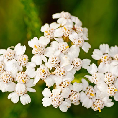 Yarrow