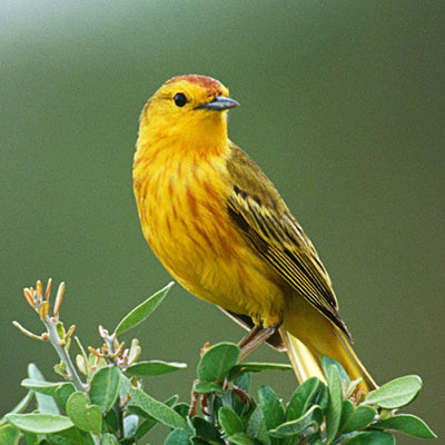 Yellow Warbler