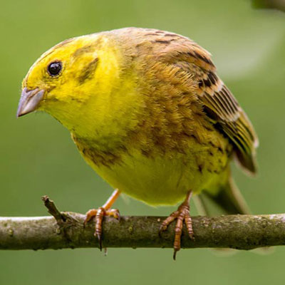 Yellowhammer