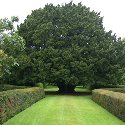 Yew Tree