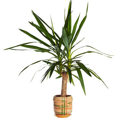 Yucca