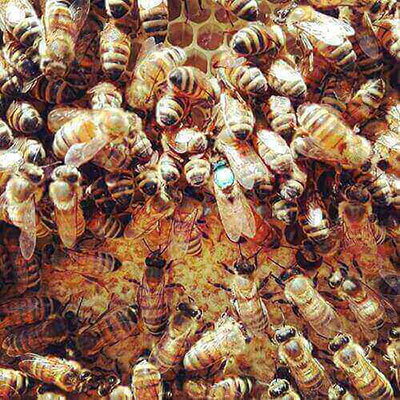 Bees