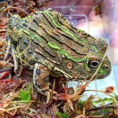 Bullfrog