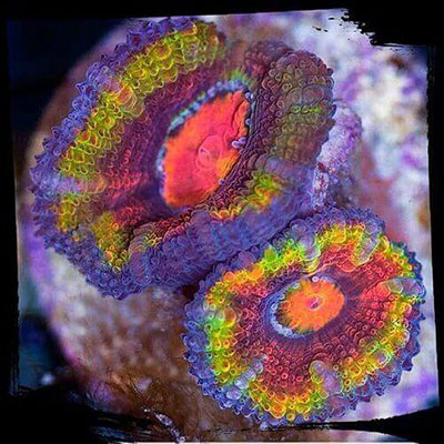 Coral Reef