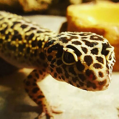 Gecko