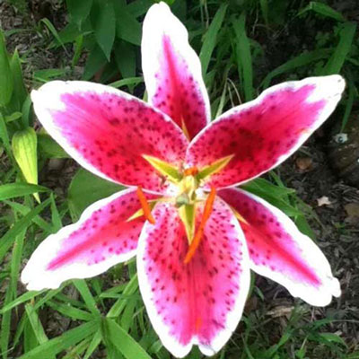 Lily