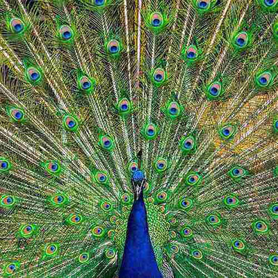 Peacock