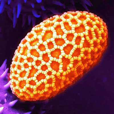 Pollen Grain