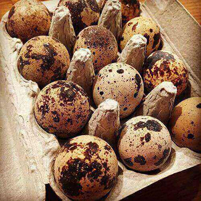 Quail Eggs