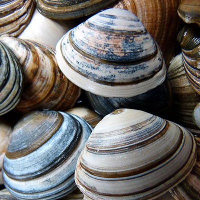 Seashells