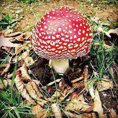 Toadstool