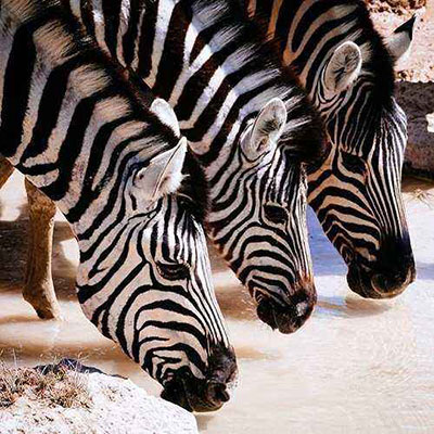 Zebras
