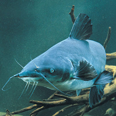 Blue Catfish