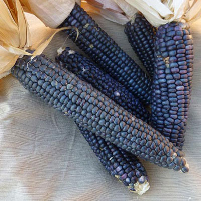 Blue Corn