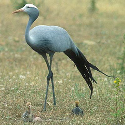 Blue Crane