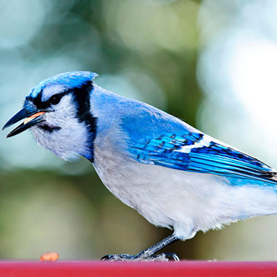  Blue Jay 