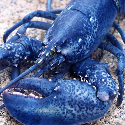 Blue Lobster