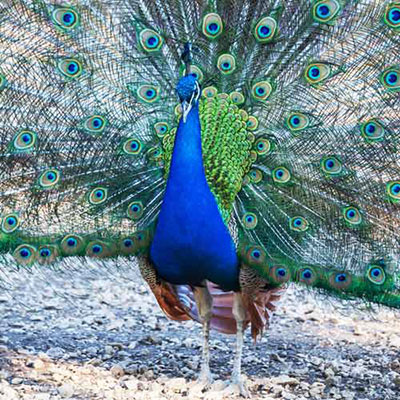 Blue Peacock